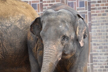 Großaufnahme eines Elefanten in einem alten und engen Zoogehege. Der Elefant hat einen großen und...