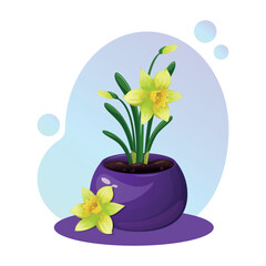 Yellow daffodils are in a purple flowerpot. Still life, table composition, flower on the window. Vector illustration on the theme of spring, floriculture, gardening and March 8
