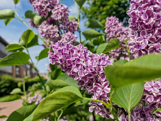Obraz premium Big lilac branch bloom. lilacs bush. Spring violet lilac flowers close-up.Natural wallpaper. Spring herbal concept. sunny day