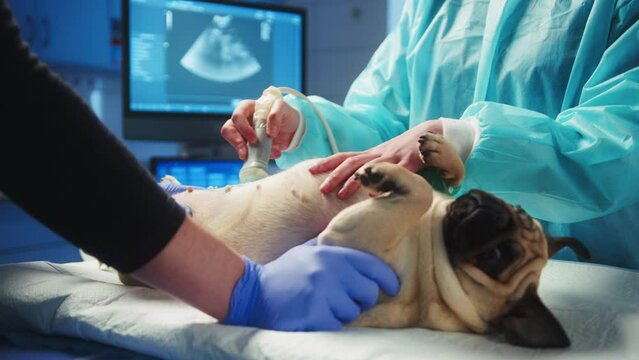 Veterinarian and a nurse preform a scan on the pug with a ultrasound machine. The pug is relaxed lying on its back looking at the doctors. High quality 4k footage