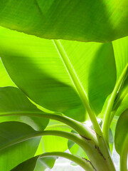 Close-up of leaves of the Musa Tropicana. This is a dwarf banana plant often used as indoor plant....