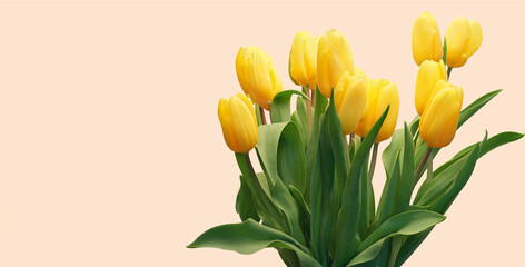 Postcard with a bouquet of yellow spring tulips on a beige-pink background.