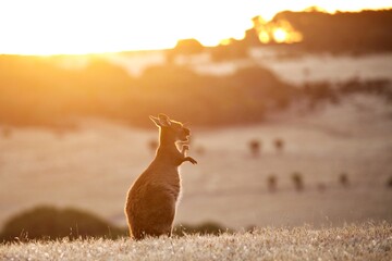 Känguru im Sonnenuntergang