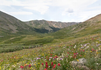 Colorado Alpine Wildflowers