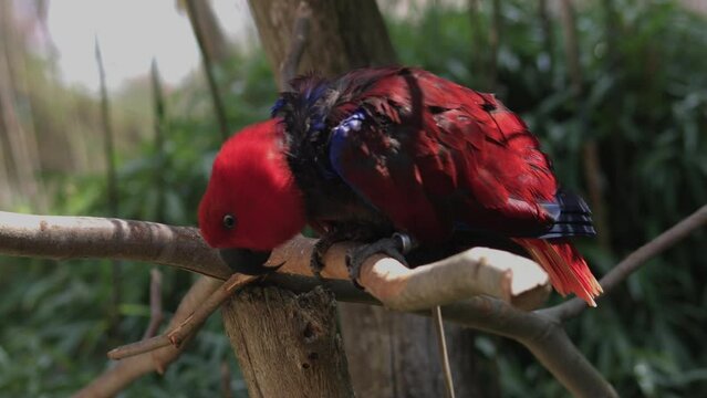 The eclectus parrot. Eclectus roratus is a parrot native to the Solomon Islands, Sumba, New Guinea.
