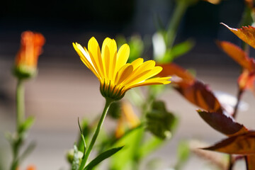 Fototapeta premium Fresh calendula or pot marigold plant growing outdoors