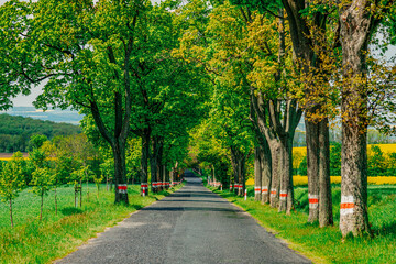 Fototapeta na wymiar asphalt rural road in south country of Poland in spring time