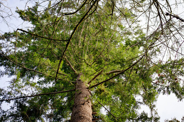 tree foliage from below