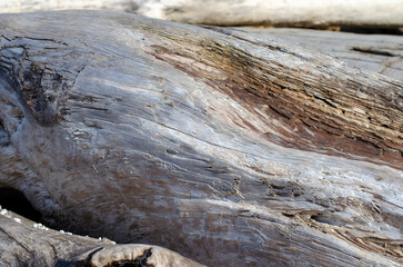 washed up driftwood