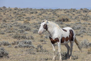 Wild Horse in the Wyoming Desert in Autumn