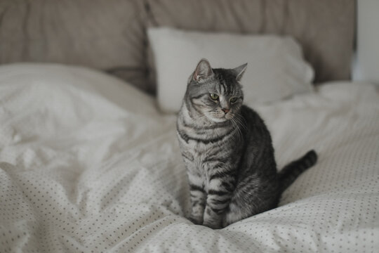 cute scottish straight grey tabby cat lying on bed and sleeping in soft morning light. Cute funny cat sleeping in bed at home.