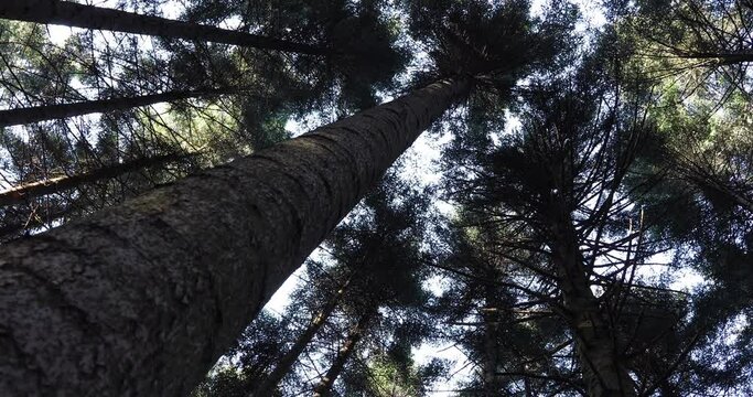 A close up view of a tree in the forest. View towards the top of a tall conifer tree. Dolly slider used. Slow motion.
