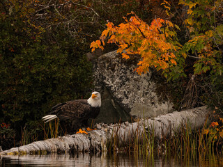 Bald Eagle on a Log