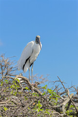 Portrait of a Wood Stork
