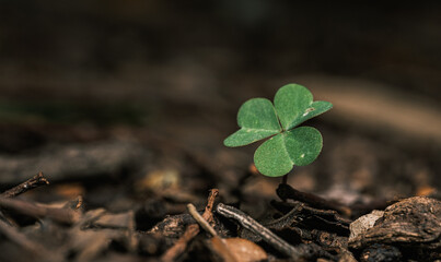 spring clover closeup
