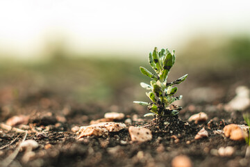 fresh spring sprouts with leaves