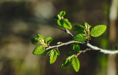 fresh spring leaves closeup on a twig