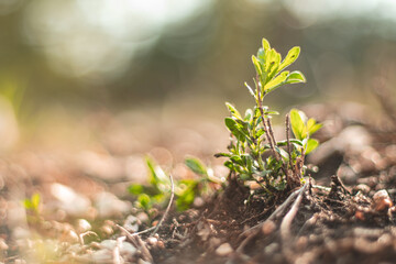 fresh spring sprouts with leaves