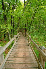 Boardwalk Through a Verdant Forest