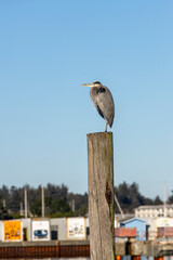 Great Blue Heron on a Wooden Post