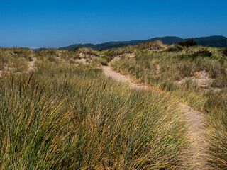 Dune Grass and Sand -Bob Straub State Park