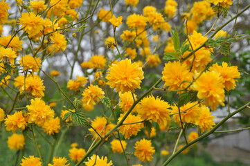 Kerria japonica bush blooms in the garden