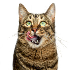 PNG. Portrait of a tabby cat with green eyes that licks its lips. Isolate on white background