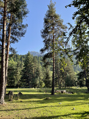 trees in the forest