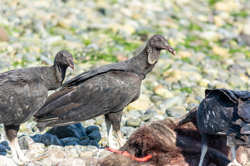 Jotes de cabeza negra (Coragyps atratus) y si alimento.