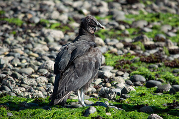  Jote de cabeza negra (Coragyps atratus)