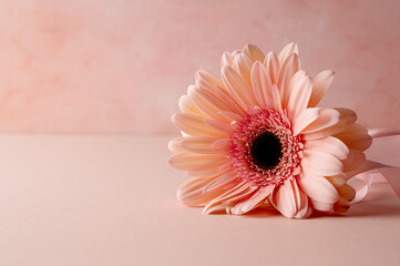 Gerbera fresh flower closeup over pink background. Abstract floral greeting card