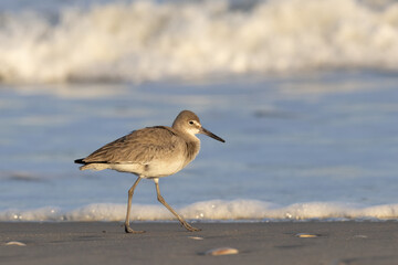 willet walking at the edge of the waves at the beach