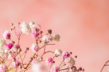 Macro photo of a gypsophila tiny flowers over pink background, copy space