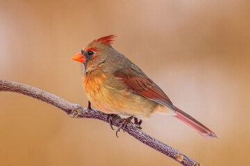 a female Northern Cardinal, with beautiful red and orange feathers preparing for the mating season
