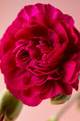 Macro photo of a red carnation fresh flower. Feminine abstract, pink background with copy space. 