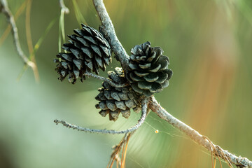 Close Up To Pine Cone
