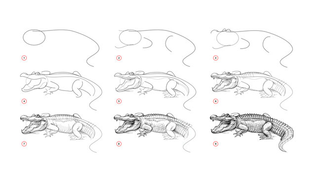 Page shows how to learn to draw sketch a redoubtable alligator. Pencil drawing lessons. Educational page for artists. Textbook for developing artistic skills. Online education. Vector illustration.