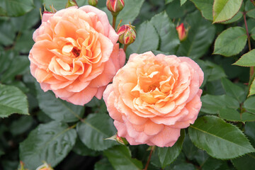 two delicate peach roses in full bloom against the background of green leaves