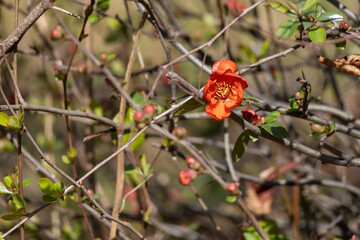 オレンジ色の梅