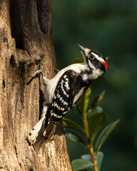 Downy Woodpecker