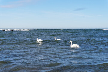 Swans in the sea near beach