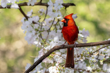 Male Cardinal Perched on Branch in Cherry Tree