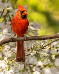 Closeup of Male Cardinal Perched on Branch in Cherry Tree