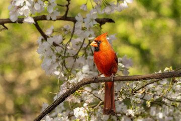 Bright Red Male Cardinal Perched on Branch in Cherry Tree