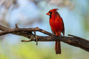 Male Cardinal Perched on Vine
