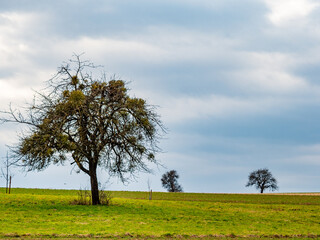 Baum mit vielen Misteln im Winter
