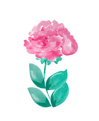 Blooming flower. Pink huge bud on a green stem with leaves. Isolated watercolor illustration for your design