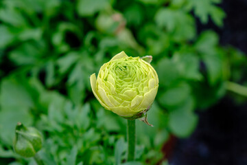 Ecological greenhouse flower bud. Summer flowers greenhouse. Yellow flower bud flower bud