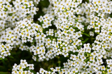 Close up of Lobularia maritima flowers syn. Alyssum maritimum, common name sweet alyssum or sweet alison.