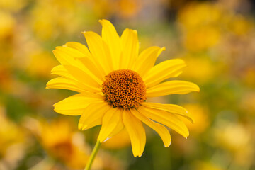 Heliopsis helianthoides, false sunflower, in bloom. A beautiful yellow flower on a yellow blurry background. Floral summer background